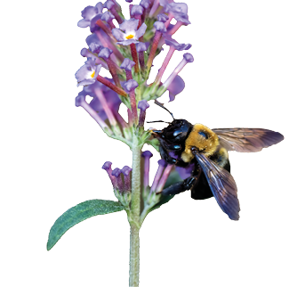 A closeup selective focus shot of a bee on a pink flower - perfect for background
