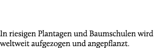 In riesigen Plantagen und Baumschulen wird weltweit aufgezogen und angepflanzt.