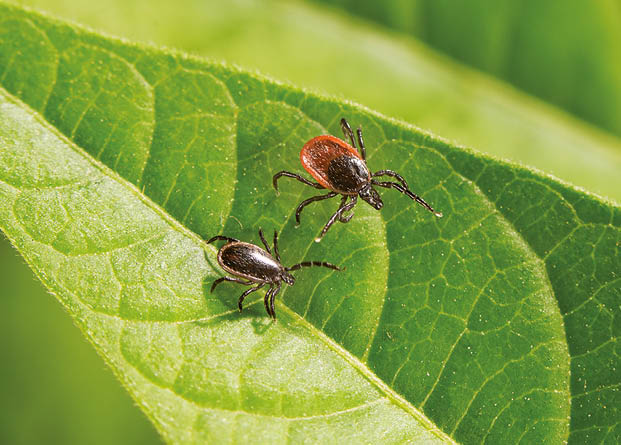 Two ticks are crawling on a green leaf with a blurred green background. Beschreibung von KI generiert