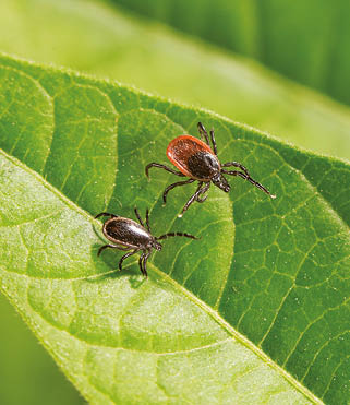 Two ticks are positioned on a green leaf, one with a reddish-brown body and the other with a darker body. Beschreibung von KI generiert