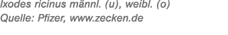 Ixodes ricinus m nnl. (u), weibl. (o) Quelle: Pfizer, www.zecken.de 