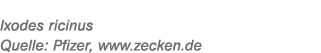 Ixodes ricinus Quelle: Pfizer, www.zecken.de 
