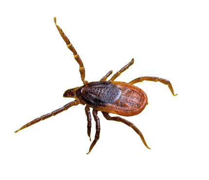 A close-up of a small brown tick with eight legs on a white background. Beschreibung von KI generiert